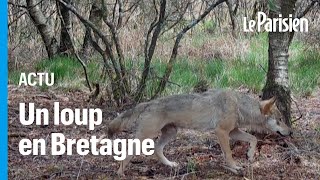 Un loup aperçu dans le Finistère une première depuis un siècle [upl. by Bron]