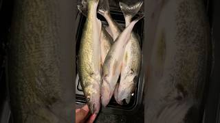 We caught these fish Sauger fish fishing [upl. by Ryter]