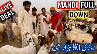 bakra mandi 2024  shahpur kanjra mandi lahore 2024 [upl. by Conger]