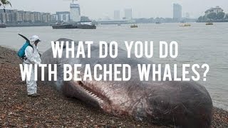 What Do You Do With Beached Whales [upl. by Mccreary]