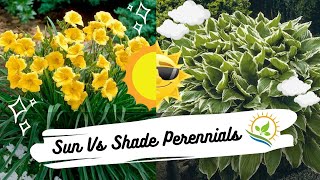 Sun VS Shade Perennials  Daylilies amp Hostas  Plant Showdown [upl. by Benson147]