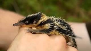 Lowland streaked tenrec Fast Facts [upl. by Gere]