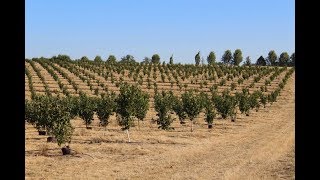 How to Plant a Hazelnut Orchard [upl. by Prunella]