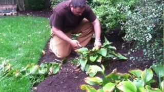 How and When To Prune Back Hostas Peonies and Other Perrenials [upl. by Schell]