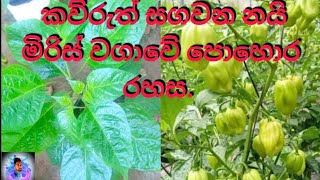 🌶️💯නයි මිරිස් මුලික වර්ධන අවදියේදී පොහොර යෙදීම💯🌶️ [upl. by Cristie240]