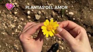 Plantas del amor  Descubre cómo atraer el romance a tu vida [upl. by Ahsinal399]