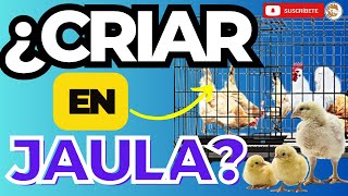 🧐 Como CRIAR EN JAULA Pollos de Engorde VENTAJAS Y DESVENTAJAS 😲 [upl. by Bum33]