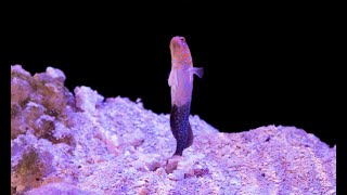 MY BLUE Spotted Jawfish  Opistognathus Rosenblatti Gody  Mating season  Greenhorn Reefer [upl. by Darsey]