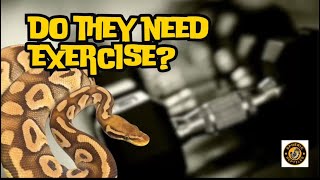 Does Ball Python Exercise Lead to Increases in Weight  reptiles ballpython snake [upl. by Chapland]