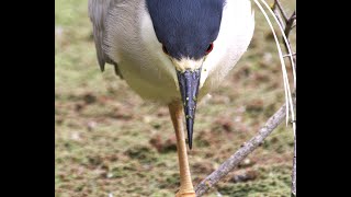 Blackcrowned Night Heron Hunting Gulping Huge Fish Birding21 [upl. by Allebram]