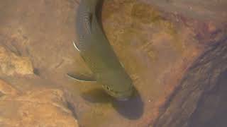 Protecting the Bonneville Cutthroat Trout  Audio Described [upl. by Edholm]