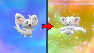 How to Evolve Minccino into Cinccino in Pokemon Scarlet amp Violet DLC [upl. by Hoeve]