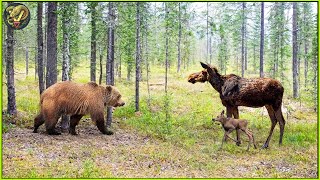 Unbelievable Moments When Bear Attack Gone Wrong Caught On Camera  Animal Fighting [upl. by Gans]