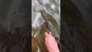 Terrigal lagoon session solid fish🤙🤘 flathead fish [upl. by Anaert]