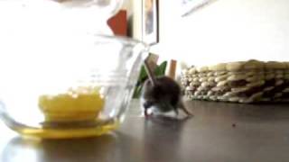 Mouse stuck in honey [upl. by Marylou682]