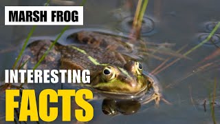 Exploring the Fascinating World of Marsh frog  Interesting Facts  The Beast World [upl. by Ahsonek]