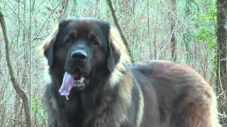 Leonberg Ice 20 mois [upl. by Roxanne]