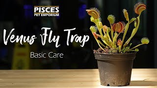 How to Care for the Venus Fly Trap [upl. by Yddor]