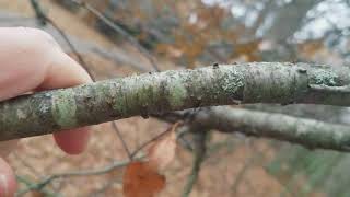 How to Identify Wild Cherry Trees in the Winter [upl. by Winser]