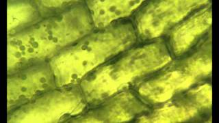 Chloroplasts moving by cytoplasmic streaming in the cells of the aquatic plant Elodea [upl. by Whallon]