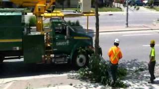 LONDON ONTARIO INFECTED TREES BEING BROUGHT DOWN JUNE 2012 [upl. by Chapland566]