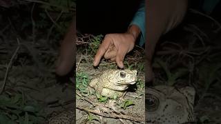 Catching frogs by hand frog funny funnyfrog viralvideo cute [upl. by Nimsay]