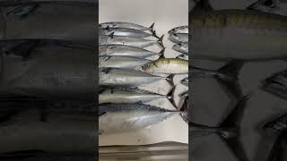 Skipjack tuna fishing sodakatsuo japan apple asmr youtubeshorts youtubeviral skipjacktuna [upl. by Sayre]