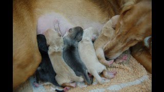 Iza and her puppies day 1 teamredhawks9559 [upl. by Auliffe]