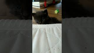 Chaton Maine coon de 5 semaines cat [upl. by Josefa]