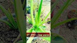 ytshortsbeneficent aloevera ଉପକାରୀ ଘିଂକୁଆରୀ 🤔 [upl. by Barty]