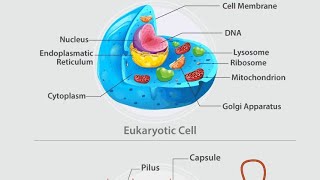 prokaryotic and eukaryotic cell structure and function prokaryoticcells eukaryotic [upl. by Noraj]