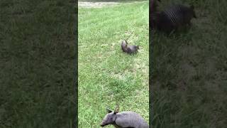 a pair of armadillos [upl. by Naej]