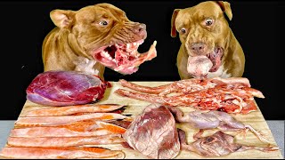 Best Dog ASMR Mukbang Pitbull eating Raw Foods [upl. by Gherardi21]