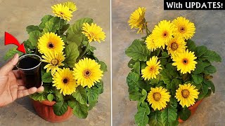 DO THESE 5 THINGS on Gerbera For MORE Flowers [upl. by Brok]