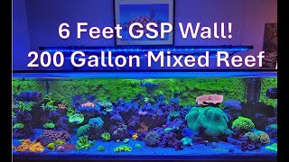 200 Gallon Reef Tank with a 6Foot GSP Wall [upl. by Aneleve]