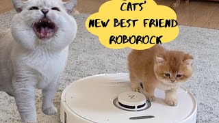 Roborocks BestKept Secrets cats reaction [upl. by Newsom258]