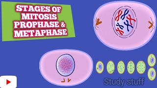 Stages of Mitosis partI  prophase  metaphase [upl. by Aicilana247]