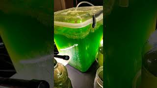 Algae project progress and harvesting biofuels sustainability experiment science microalgae [upl. by Ohara]