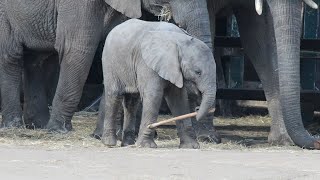 African Elephant Calf  Howletts Wild Animal Park 2019 [upl. by Arayc]