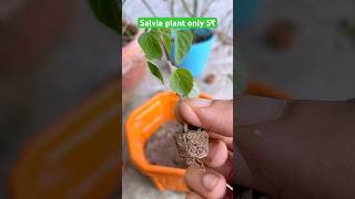 5₹ only salvia babyplant salvia flowers ytshort garden gardening plants plantation marrygols [upl. by Merrick]