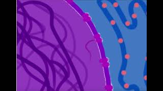 Endomembrane Project Scenario A [upl. by Salome]