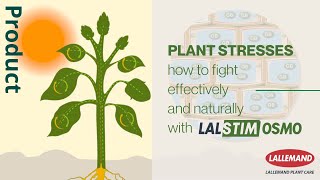 Plant stresses how to fight effectively and naturally with Lalstim Osmo [upl. by Ahsiniuq659]