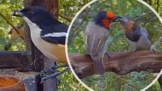 Blackcollared barbet feeding baby Green wood hoopoe Karoo thrush Southern boubou and others [upl. by Ised]