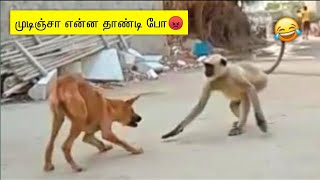 விலங்குகள் செய்த தரமான 100 காமெடி சம்பவங்கள்  Monkey Funny Moment of The Year 2023 [upl. by Nhguavoj841]