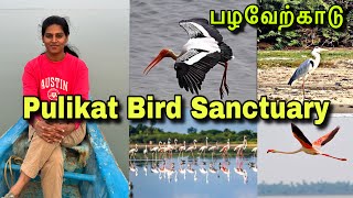 One Day Trip From Chennai  PULICAT BIRD SANCTUARY  Pulicat Lake Must Visit Place [upl. by Farwell330]