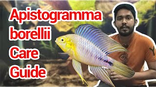 Apistogramma borellii Care guide for Begineers [upl. by Reiners]