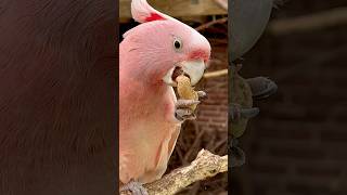 The Pink Cockatoo A Rare Gem of Nature [upl. by Nierman992]