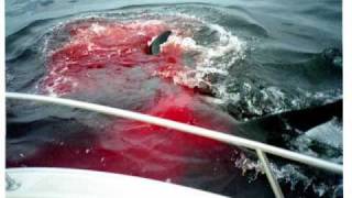 killer whale attacks a great white shark and kills it [upl. by Eneleahcim]