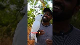 Talking Cockatoo  Umbrella Cockatoo  White Cockatoo  Shaikh Tanveer [upl. by Ailices]