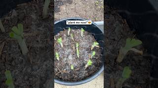 Plant These Vegetables in November 🍁🍂 short youtuveshorts gardening [upl. by Mears]